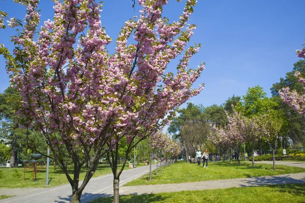 Parque Kioto Con Sakura Flor Kiev Ucrania — Foto de Stock