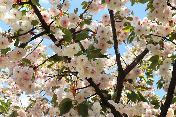 Beyaz sakura çiçeklerinin dallarının yakın görüntüsü