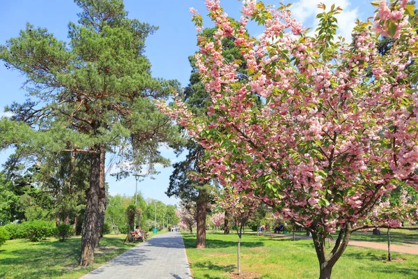 Park Kyoto Met Bloeiende Sakura Kiev Oekraïne — Stockfoto