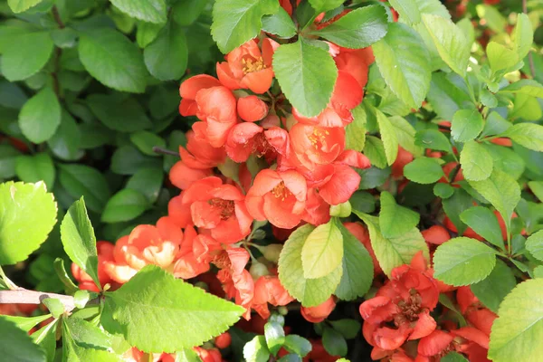 開花の様子を間近で見る Chenomeles Japonica — ストック写真