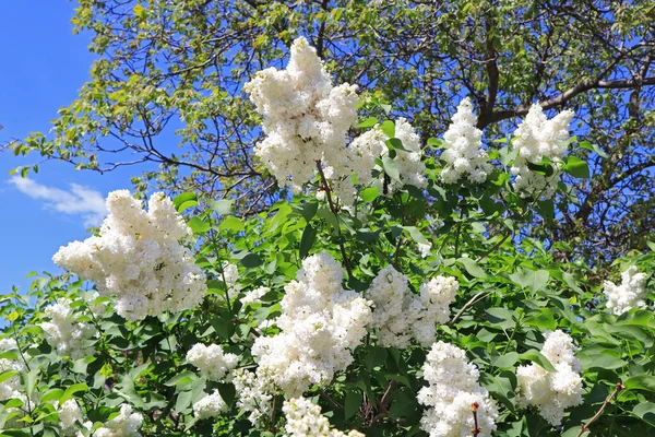 Ramo Flor Lila Blanca — Foto de Stock