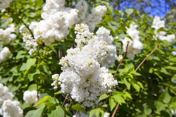 Mazzo Fiore Bianco Lilla — Foto Stock