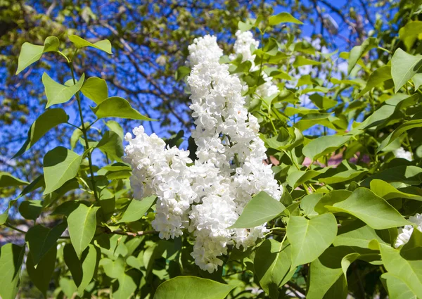 Bir demet beyaz leylak çiçeği 