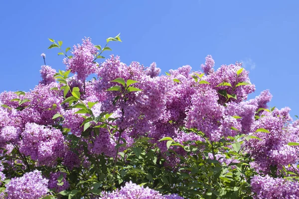 Mavi gökyüzünün önünde bir demet mor leylak çiçeği