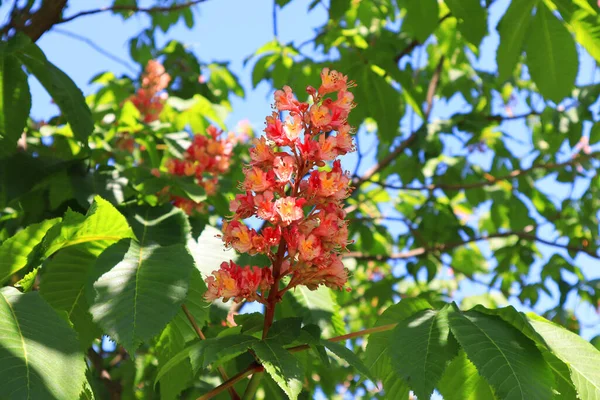 Güneşli bir günde pembe kestane dalı