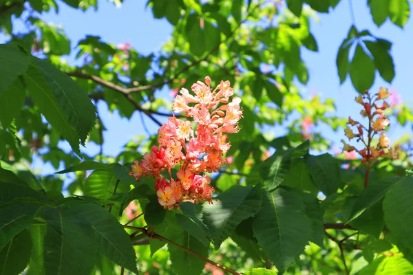 Güneşli bir günde pembe kestane dalı