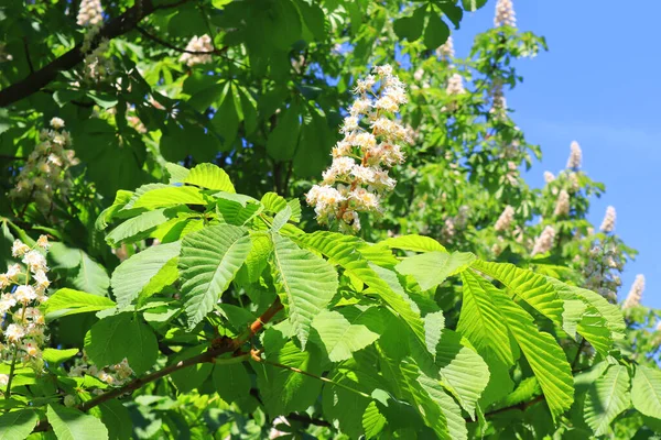 Rama Castaño Blanco Día Soleado — Foto de Stock