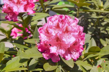 Güneşli bir günde pembe Rhododendron 'un yakın görüntüsü