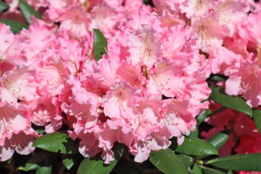 Close up view of pink Rhododendron (azalea)