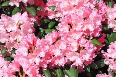 Güneşli bir günde pembe Rhododendron 'un yakın görüntüsü