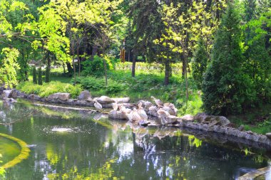 Ukrayna, Kyiv 'deki hayvanat bahçesindeki göldeki pelikan sürüsü.