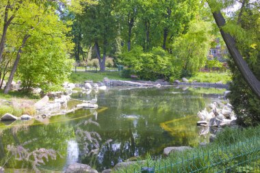 Ukrayna, Kyiv 'deki hayvanat bahçesindeki göldeki pelikan sürüsü.