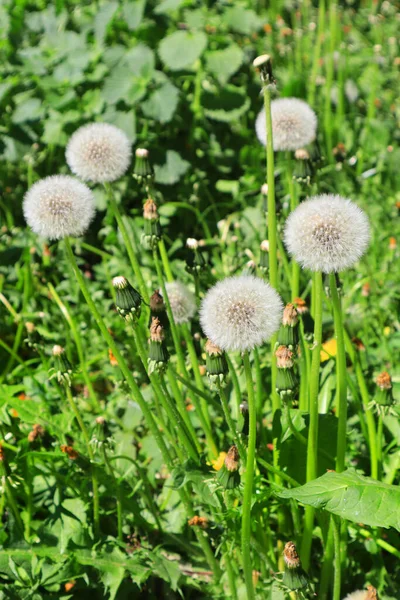 Närbild Bleka Maskrosor — Stockfoto