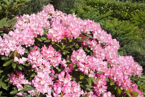 Close View Pink Rhododendron Sunny Day — Stock Photo, Image