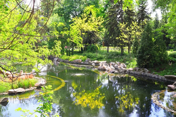 Ukrayna, Kyiv 'deki hayvanat bahçesindeki göldeki pelikan sürüsü.