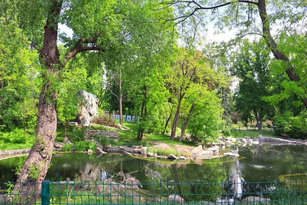 Manada Pelícanos Lago Del Zoológico Kiev Ucrania — Foto de Stock