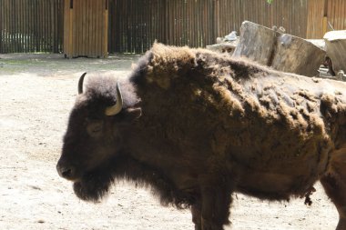 Ukrayna 'nın başkenti Kyiv' deki hayvanat bahçesindeki bizon manzarasını kapatın.