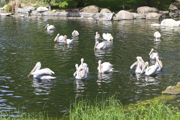 Manada Pelícanos Lago Del Zoológico Kiev Ucrania — Foto de Stock
