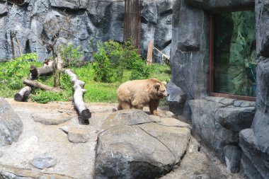 Beyaz ayı Ukrayna, Kiev 'de hayvanat bahçesinde.