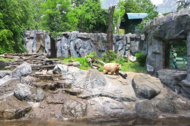 Beyaz ayı Ukrayna, Kiev 'de hayvanat bahçesinde.