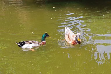 Ukrayna 'nın Kyiv kentindeki hayvanat bahçesinde yüzen ördekler.