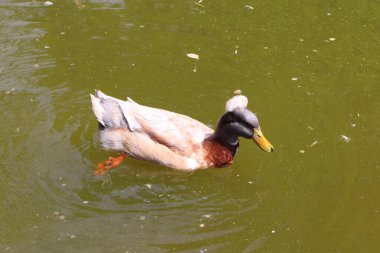 Ukrayna, Kyiv 'deki hayvanat bahçesinde yüzen ördek.