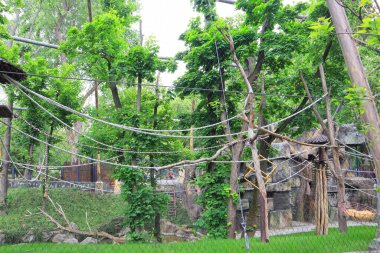 Ukrayna, Kyiv 'deki hayvanat bahçesinde yüzen ördek.