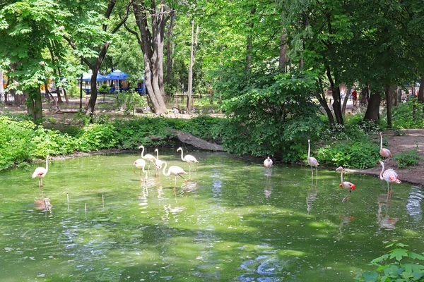 Manada Flamencos Lago Verde Soleado Día Verano — Foto de Stock