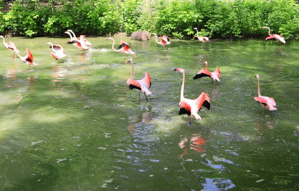 Стая Фламинго Зеленом Озере Солнечный Летний День — стоковое фото