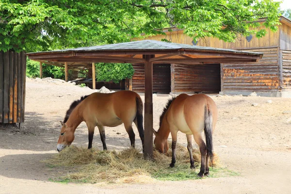 Przewalski Horses Zoo Kyiv Ukraine — Stock fotografie
