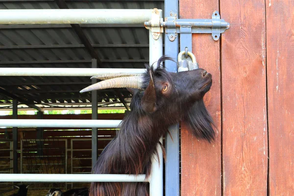 Goat portrets in zoological garden of Kyiv, Ukraine