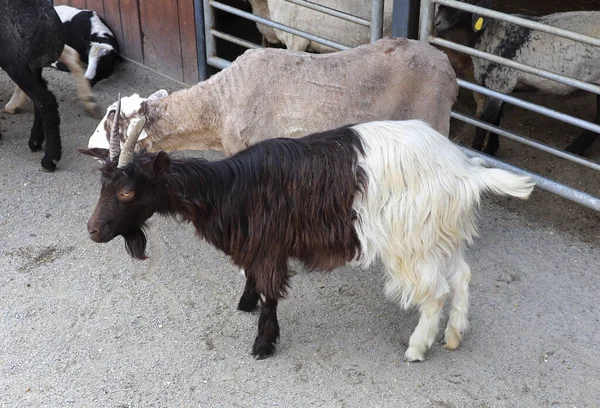 Goat portrets in zoological garden of Kyiv, Ukraine