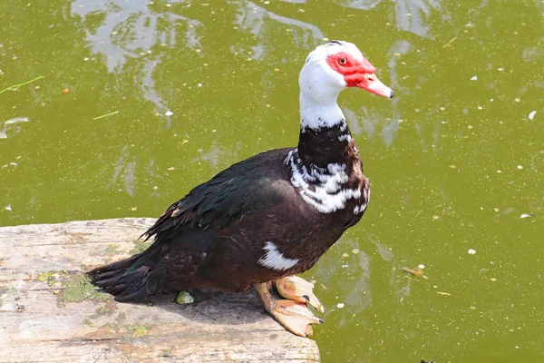 Blanco Negro Pato Moscovia Jardín Zoológico Kiev Ucrania — Foto de Stock