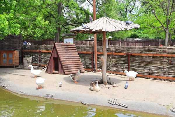 Piesze Kaczki Zoo Kijowie Ukraina — Zdjęcie stockowe