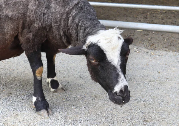 ウクライナのキエフにある動物園での子羊の移植 — ストック写真