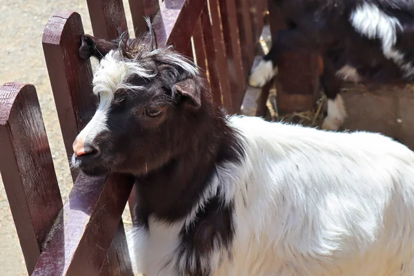 Goatling Portret Djurparken Kiev Ukraina — Stockfoto