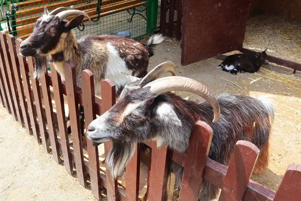 Portales Cabra Jardín Zoológico Kiev Ucrania —  Fotos de Stock