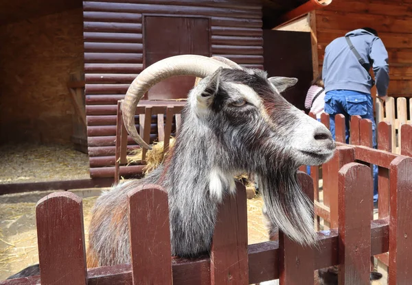 Goat portret in zoological garden of Kyiv, Ukraine