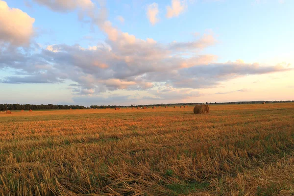 Wheat Mowed Field Sunset Ukraine — Stockfoto