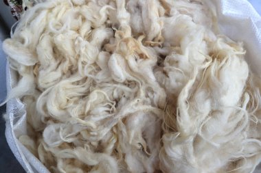 Çiğ yünlü arkaplan