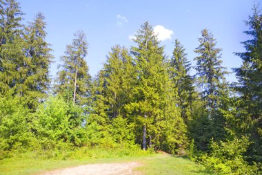 Meadow in spruce forest in Carpathians, Ukraine