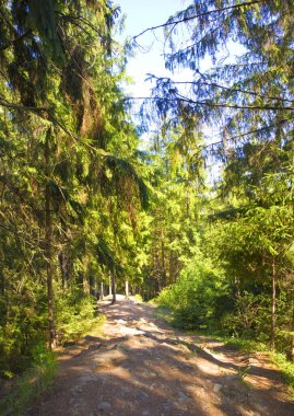 Karpatlar 'ın ladin ormanlarındaki orman yolu.
