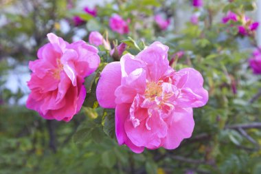 Güneşli bir günde pembe çayın manzarasını kapat.