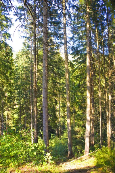 Forest Path Spruce Forest Carpathians — стоковое фото