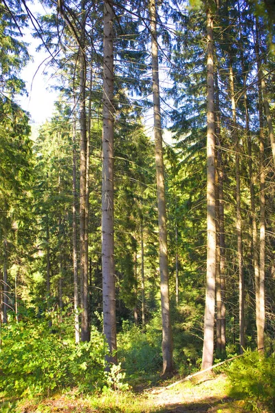 Bospad Het Sparrenbos Van Karpaten — Stockfoto