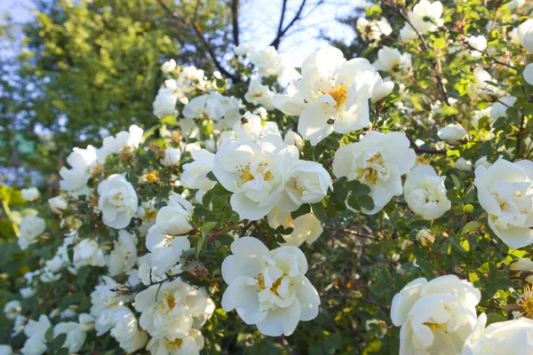 Close View White Tea Rose Sunny Day — стоковое фото