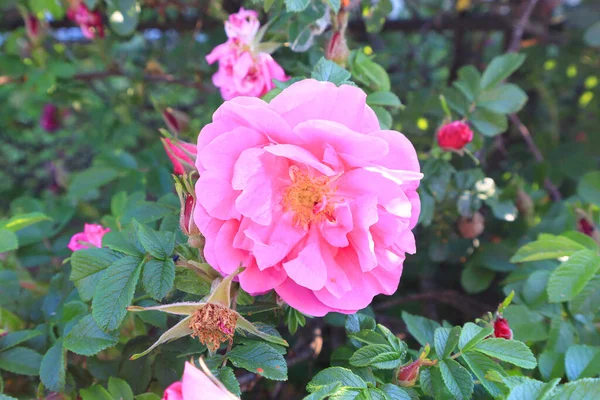 Vue Rapprochée Thé Rose Dans Journée Ensoleillée — Photo