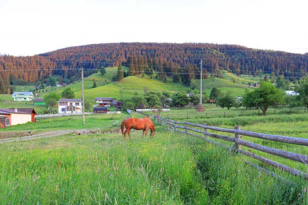 Landscape Carpathian Mountains Horse Sunset Time Verkhovyna Ukraine — Foto de Stock