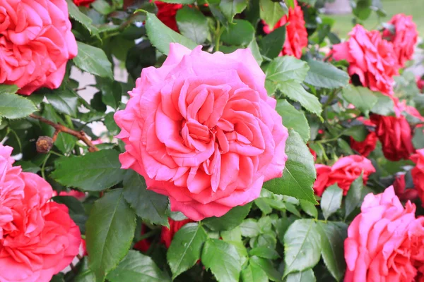 Крупним Планом Вид Рожевої Троянди — стокове фото