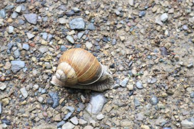 Big snail crawling along the road